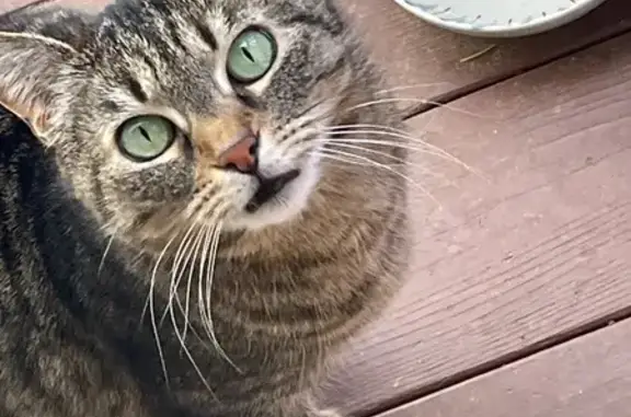 Stray Tabby Needs New Home in Ashland