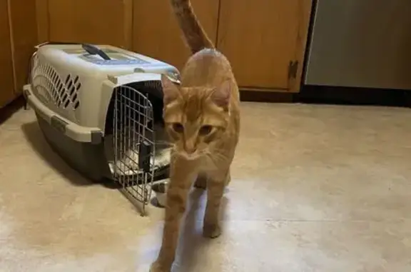 Young Orange Tabby Found in Edina