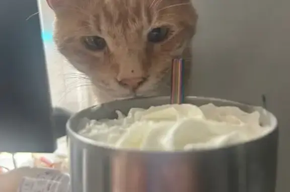 Lost Cat: Stubborn Adventurer Missing