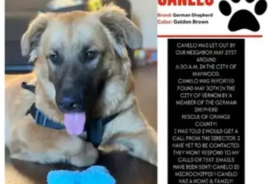 Lost Dog: Golden Brown in Maywood