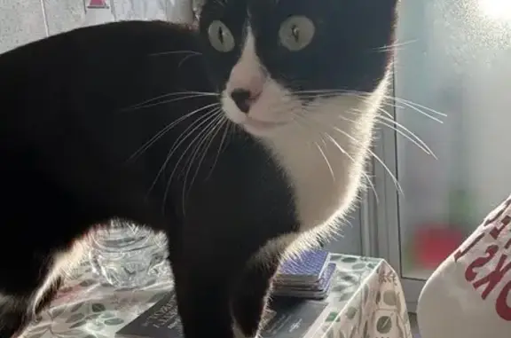¡Ayuda! Gato perdido en Albacete