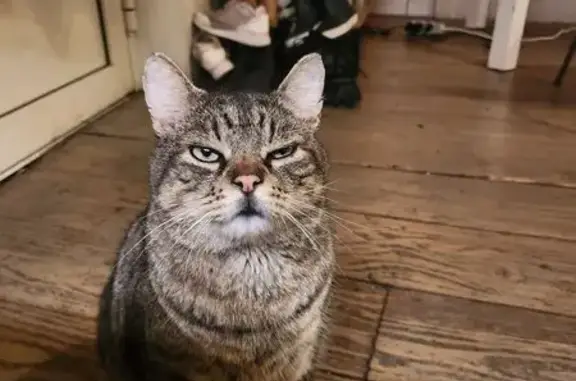 Chat Européen tigré perdu à Draguignan - photo