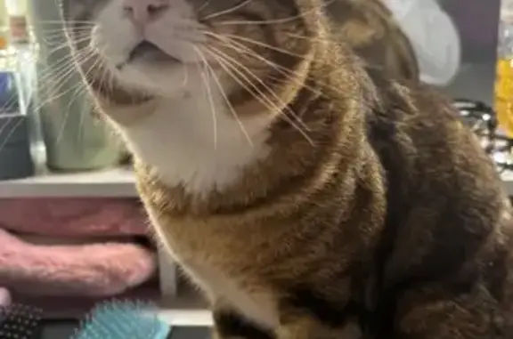 Gato Atigrado Perdido en Esparreguera