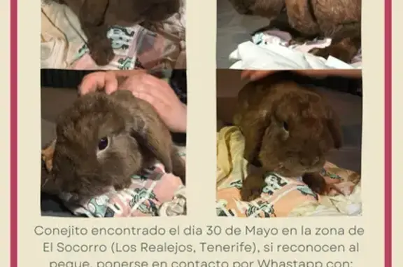 Se busca hogar para conejo bel...
