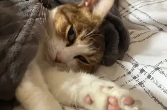 Chatte perdue à Tulle, secteur Pra Limouzi - photo