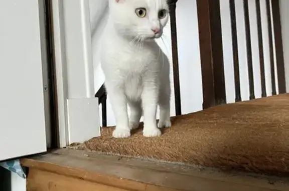 Animaux trouvés Sées, photo: Chat trouvé Rue Billy, Sées