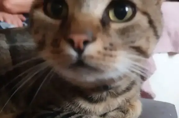Animaux perdus , photo: Chat tigré perdu, balafre nez, Ganac