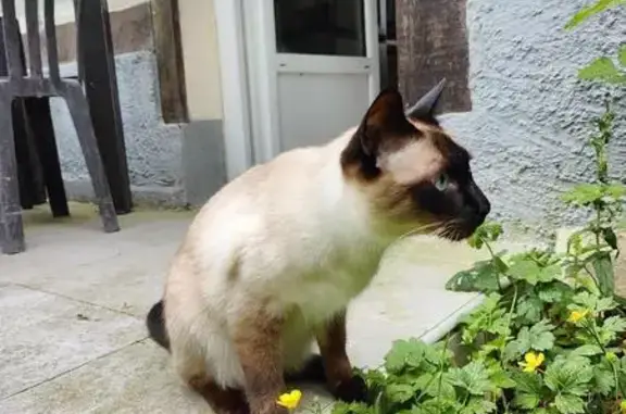 Animaux perdus , photo: Chat siamois perdu à Bazoques