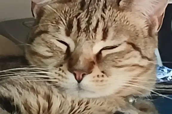 Lost Tabby Cat: Carmel Coat, East 17th St