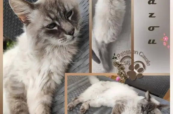 Chatte Sacré de Birmanie perdue à Josselin - photo