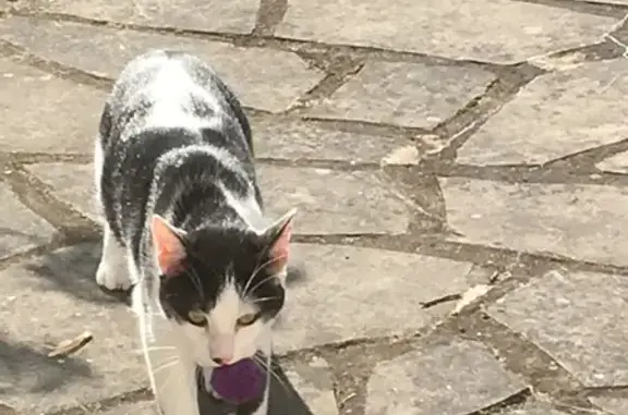 Animaux perdus Saint-Flour, photo: Chat perdu : Mâle noir et blanc craintif