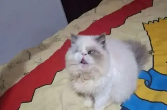 ¡Gato Persa Himalayo Perdido en Sanlúcar!