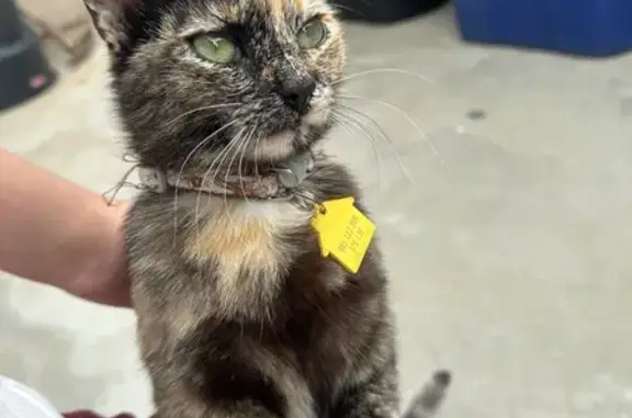 Lost Cat: Unique Paw, Challen Ave 4852