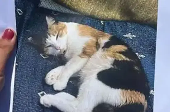Gata Tricolor Perdida en Camí d'Artana, 60