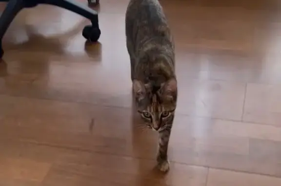 Se Busca: Gata Tricolor Perdida en Alhaurín