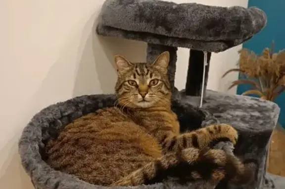 Animaux perdus , photo: Chat perdu à Seebach, rue des Pommiers