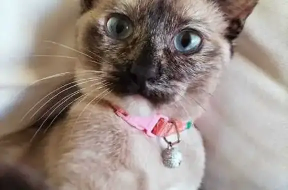 Gata Joven Perdida: Marrón y Gris, Ojos Azules