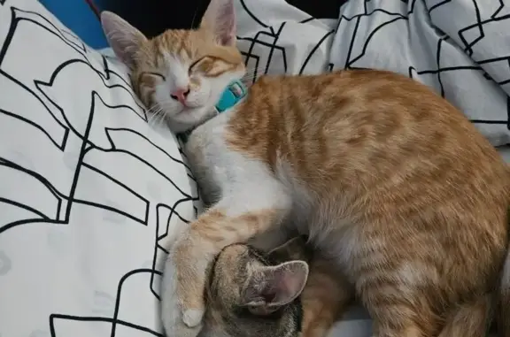Missing cat Mountain View, photo: Lost Orange Cat: Sushi Collar, Vaquero Dr