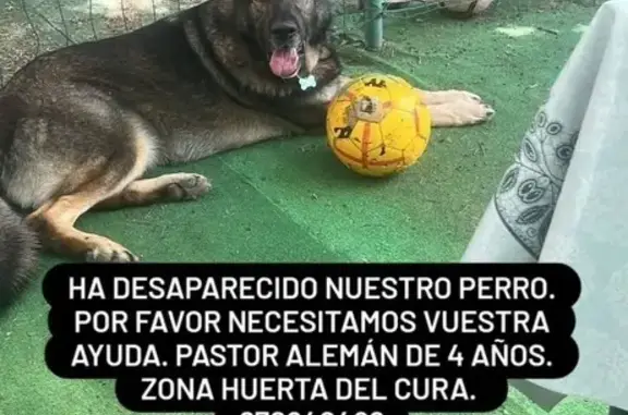 Pastor Alemán Perdido en Alcalá de Guadaíra