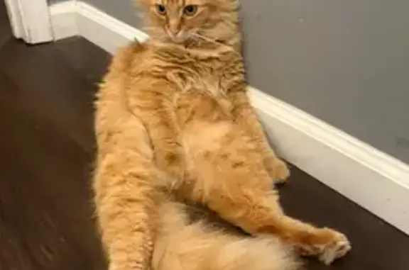 Lost Orange Tabby: Help Find Moose!