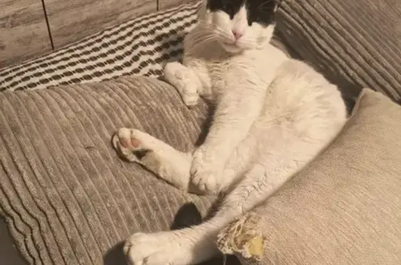 Gato Perdido: Blanco con Antifaz Negro