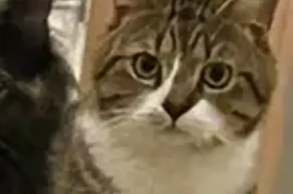 Chat perdu à Thonon : tigré et blanc - photo
