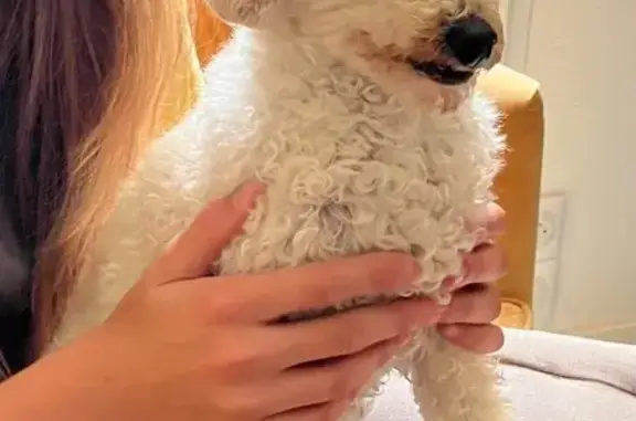 Chien trouvé , photo: Caniche nain trouvé à Basse-Goulaine