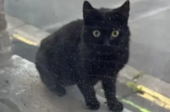 Animaux trouvés Amiens, photo: Chat noir errant à Renancourt : aide requise