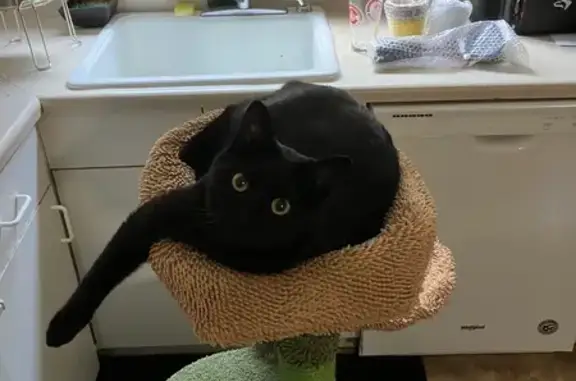 Lost Cat: Black, Stocky, Yellow Eyes