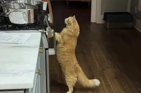 Lost Large Orange Cat - Miller Ave, Columbus