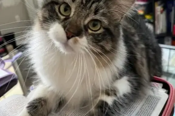 Help Find Pippi: Lost Cat in Lakeland!