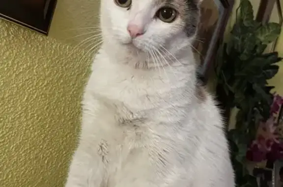 Gata Tricolor Perdida en Plaza Cisneros