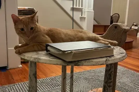 Lost Orange Tabby: Perry St, Albion MI