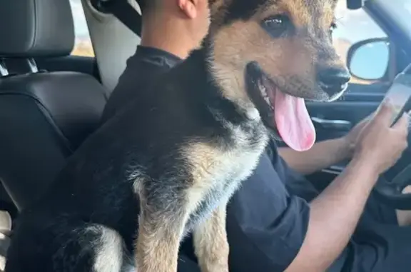 Lost German Shepherd Mix in Las Vegas