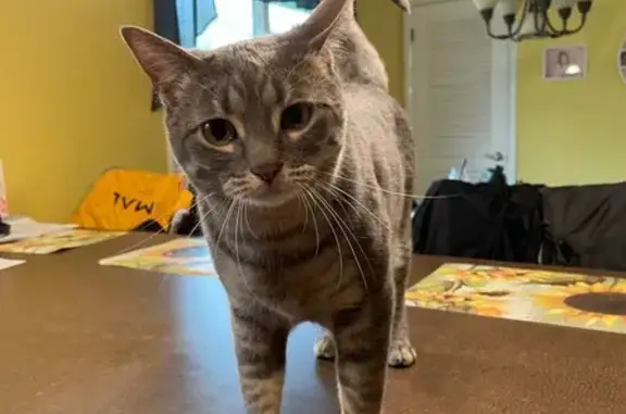 Lost Gray Tabby Cat in Brookfield