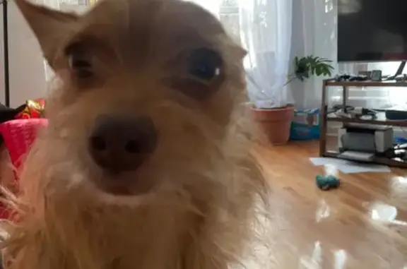 Lost Small Scruffy Dog in South Kenwood