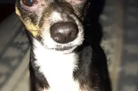 Lost Chihuahua: Brown & White, Lilburn