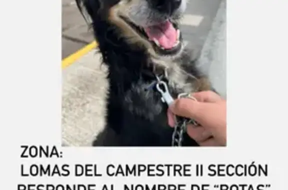 Perro perdido sin cola y con collar azul