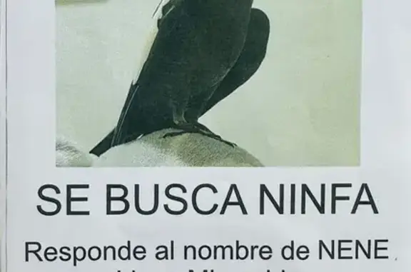 Ninfa Cacatúa Perdida en Castellón