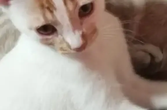Se busca: Gato naranja y blanco en Miajadas