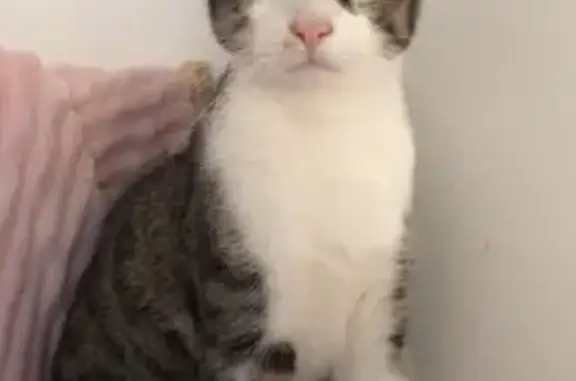 Animaux perdus Laon, photo: Chat perdu : Moogly, tigre et blanc, Laon