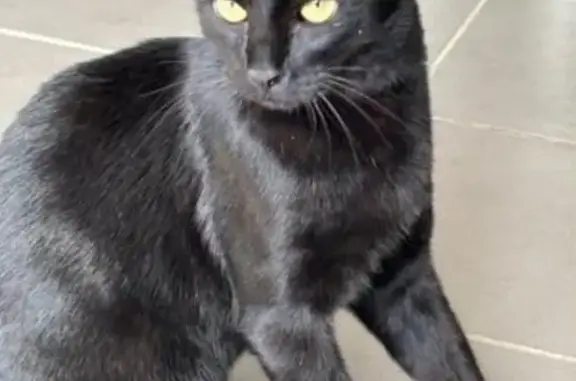 Chat perdu, Chelles, photo: Chat noir perdu, yeux jaunes/verts, Chelles