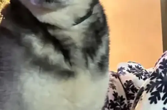 Lost Husky: Blue Eyes, Green Collar NC