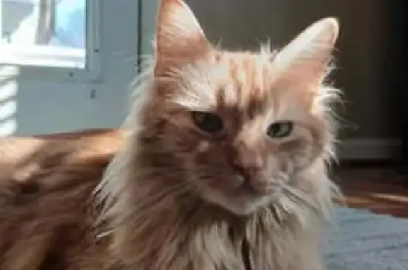 Lost Neutered Male Cat on Rx Diet in Woodbridge