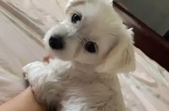 Lost Maltese Puppy on Pomroy Ave, Norfolk