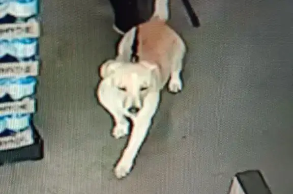 Lost Sweet Lab Mix 'Bear' - Waco, TX