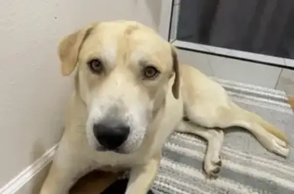 Lost Dog: Yellow/White on N. Saginaw Blvd