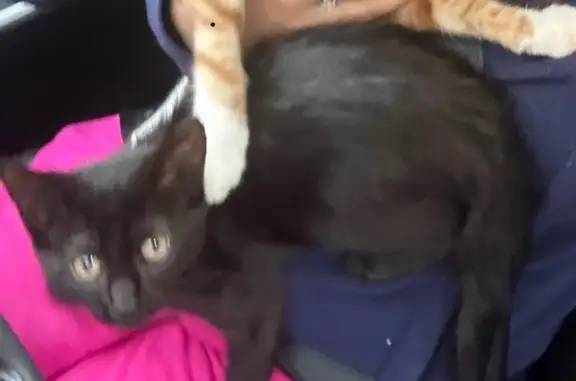 Lost Black Kitten on South Vienna St