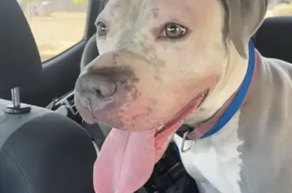 Sweet Found Pitbull: Gray & White, Phoenix