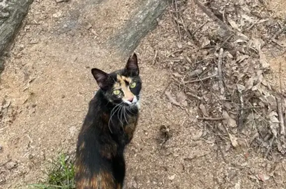 Lost Tortoiseshell Cat in Ruston Area!